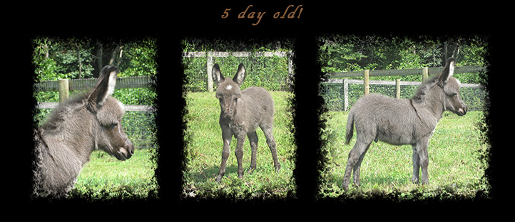 Critter Haven Farm Miniature Donkeys